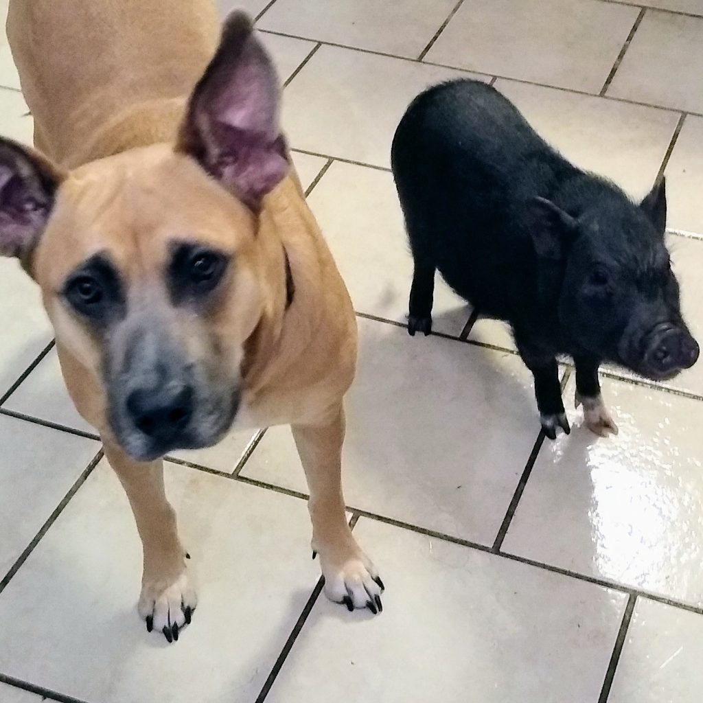 Emotional Support Animals of Texas Helping Texans with