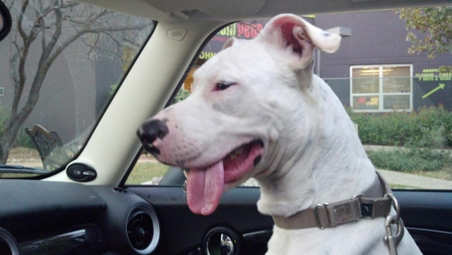 Emotional support animal texas