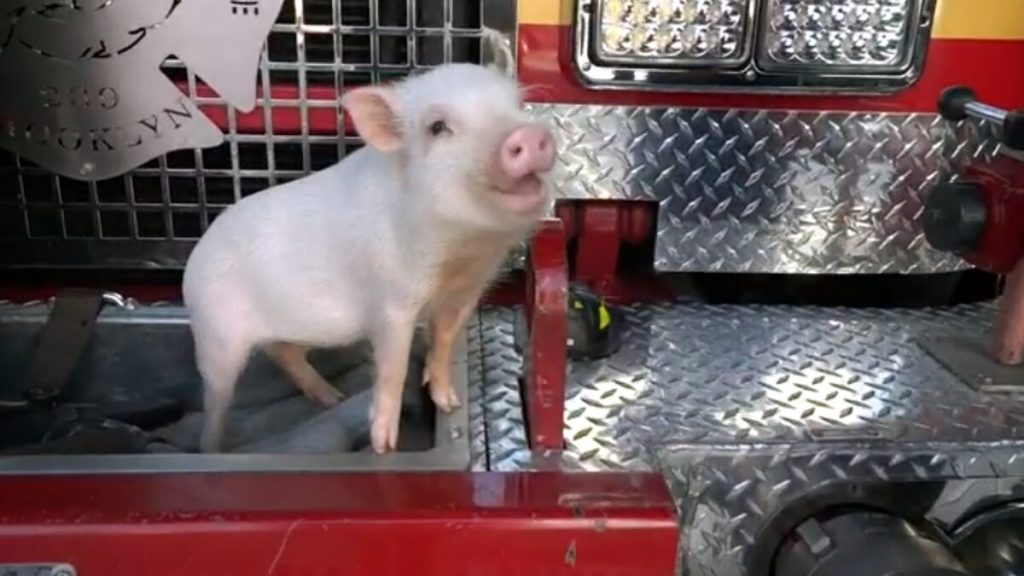 emotional support pig penny emotionalsupportanimalsoftexas.com